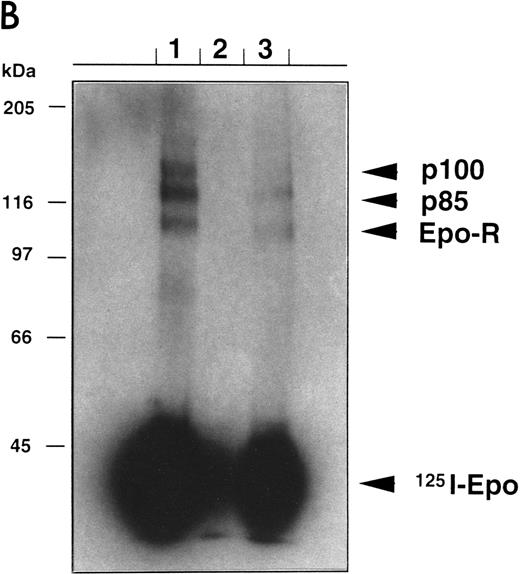 Fig. 4. Cross-linking experiments. (A) E1 TEPC clones were labeled with iodinated Epo and then cross-linked with DSS in the absence (lane 1) or presence (lane 2) of a 100-fold excess of unlabeled Epo. (B) UT-7 cells (lane 1), NEO-infected clone N1 (lane 2), and Epo-R–infected clone (lane 3) were labeled with iodinated Epo and then cross-linked with DSS in the absence of 100-fold excess of unlabeled Epo. Epo-binding proteins were immunoprecipitated with anti–Epo-R antibodies bound to Sepharose beads. After denaturation, immunoprecipitated products were separated by SDS-PAGE.