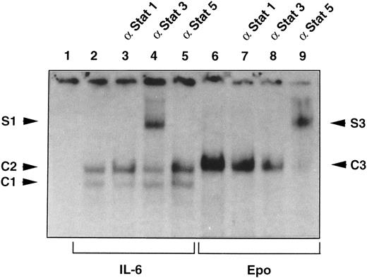 Fig. 6. Electrophoretic mobility shift assay. Nuclear extracts prepared from E4 TEPC clone were incubated in the presence of the 5′ end-labeled IRF-1 probe and electrophoresed on a 6% polyacrylamide gel. The bound IRF-1 complexes (C1, C2, and C3) and the supershifted IRF-1 complexes (S1 and S3) are indicated. Extract from noninduced (lane 1), IL-6–induced (lanes 2 through 5), or Epo-induced (lanes 6 through 9) cells were incubated with antibodies specific for Stat1 (lanes 3 and 7), Stat3 (lanes 4 and 8), and Stat5 (lanes 5 and 9) or without antiserum (lanes 2 and 6).