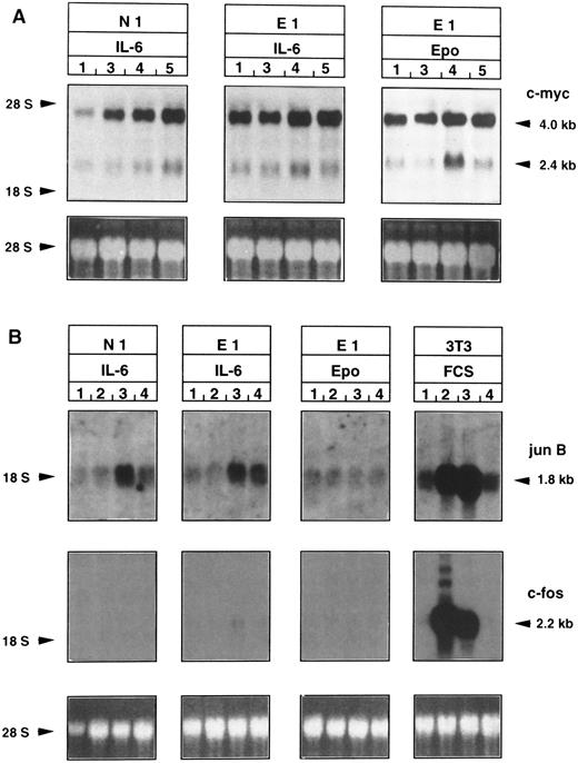Fig. 7. Time course of induction of immediate-early gene expression after Epo or IL-6 stimulation of Epo-R/TEPC clones. Epo-R/TEPC cells were washed, grown in the absence of growth factors for 18 hours, and then stimulated with IL-6 or Epo for 20 minutes to 4 hours. Total RNA was extracted and electrophoresed on a 1% agarose gel. (A) c-myc induction. A c-myc probe detects normal (2.4 kb) and abnormal (4.0 kb) transcripts. (B) JunB and c-fos induction. A junB probe detects a 1.8-kb transcript. A c-fos probe detects a 2.2-kb transcript. Lanes 1, before stimulation; lanes 2, 20 minutes; lanes 3, 1 hour; lanes 4, 3 hours; lanes 5, 4 hours of Epo or IL-6 stimulation. NIH/3T3 fibroblasts were used as control for the expression of c-fos and JunB. These fibroblasts were deprived of FCS (lanes 1) and stimulated by FCS for 20 minutes (lanes 2), 1 hour (lanes 3), and 3 hours (lanes 4).