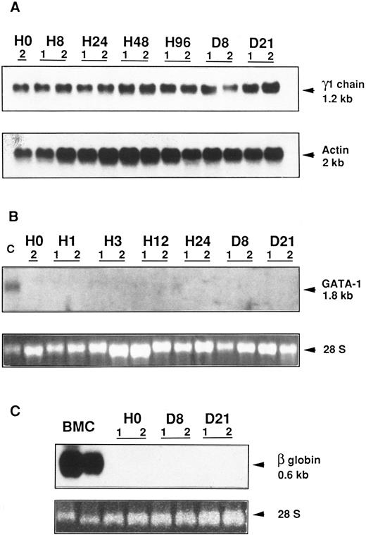 Fig. 8. Northern blot analysis of γ1 heavy Ig chain, GATA-1, and β globin gene expression in an Epo-R/TEPC clone. Epo-R/TEPC cells (clone E4), which were growth factor deprived for 18 hours, were stimulated with either IL-6 or Epo for different times ranging from 1 or 8 hours to 21 days. Total RNA was extracted and subjected to Northern blotting. (A) Analysis of γ1 Ig heavy chain expression. A 1.2-kb mRNA was detected after 18 hours (H0) of growth factor starvation and from 8 hours (H8) to 21 days (D21) after Epo (lanes 1) or IL-6 (lanes 2) stimulation. Hybridation of the same filter with an actin probe quantifies the amount of RNA loaded. (B) Analysis of GATA-1 gene expression. A mRNA of 1.8 kb was detected in MEL cells (lane C). No transcript was detected in Epo-R/TEPC cells from 1 hour (H1) to 21 days (D21) after Epo (lanes 1) or IL-6 (lanes 2) stimulation. 28 S RNAs are shown to evaluate the amount of RNA loaded. (C) Analysis of β globin gene expression. A 0.6-kb transcript was detected in bone marrow cells (lanes BMC). No globin mRNA was detected in Epo-R/TEPC cells from day 8 (D8) to day 21 (D21) after Epo (lanes 1) or IL-6 (lanes 2) stimulation. 28 S RNAs are shown to evaluate the amount of RNA loaded.