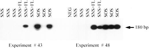 Fig. 3. PCR for the neo gene in bnx/hu bone marrow. DNA was extracted from the bone marrow samples of each mouse and subjected to PCR to detect the presence of the neo gene in the LN provirus. The results from experiments no. 43 and no. 48 are shown. SNS indicates that in vitro transduction of the human hematopoietic cells was performed in suspension culture (supernatant, no stromal support). SNS + FL, same conditions but with the inclusion of 100 ng/mL FLT3 ligand. SOS indicates that the human hematopoietic progenitors were transduced on stromal support (supernatant on stroma).