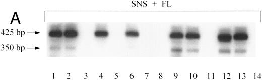 Fig. 4. Clonal analysis by inverse PCR of individual human CFU-GM recovered after 8.5 months engraftment in bnx mice. (A) Human CFU-GM from a mouse (no. 48B2) transplanted with human CD34+ progenitors transduced in suspension culture with FL. (B) Human CFU-GM from a mouse (no. 48C3) transplanted with human CD34+ progenitors transduced with stromal support. (C) Individual CFU-GM clones and total bone marrow from mouse no. 48C3.