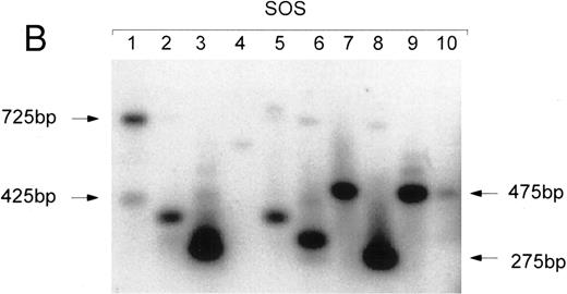 Fig. 4. Clonal analysis by inverse PCR of individual human CFU-GM recovered after 8.5 months engraftment in bnx mice. (A) Human CFU-GM from a mouse (no. 48B2) transplanted with human CD34+ progenitors transduced in suspension culture with FL. (B) Human CFU-GM from a mouse (no. 48C3) transplanted with human CD34+ progenitors transduced with stromal support. (C) Individual CFU-GM clones and total bone marrow from mouse no. 48C3.