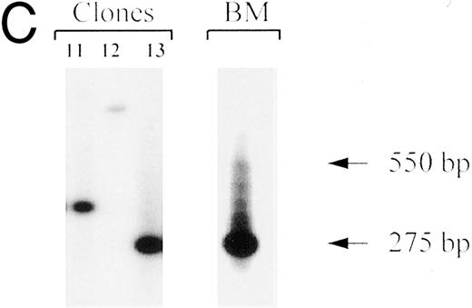 Fig. 4. Clonal analysis by inverse PCR of individual human CFU-GM recovered after 8.5 months engraftment in bnx mice. (A) Human CFU-GM from a mouse (no. 48B2) transplanted with human CD34+ progenitors transduced in suspension culture with FL. (B) Human CFU-GM from a mouse (no. 48C3) transplanted with human CD34+ progenitors transduced with stromal support. (C) Individual CFU-GM clones and total bone marrow from mouse no. 48C3.