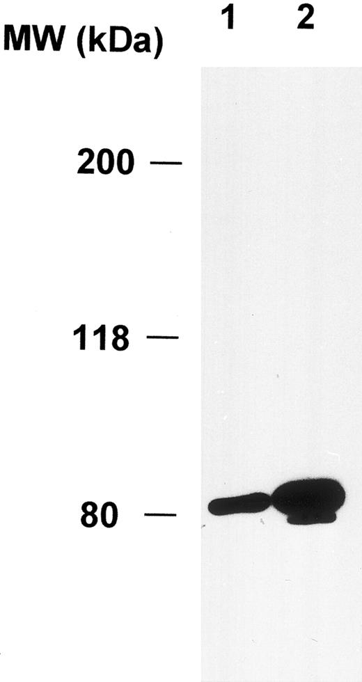 Fig. 1. Polyclonal anticortactin antibody detects specifically cortactin proteins in murine fibroblasts. Murine fibroblasts (1 × 106 3T3 cells) were directly lysed in 300 μL of the SDS sample buffer. Ten microliters (lane 1) and 20 μL (lane 2) of the lysate were analyzed by Western blotting using purified polyclonal anticortactin antibody (C001) at the concentration of 1 μg/mL.