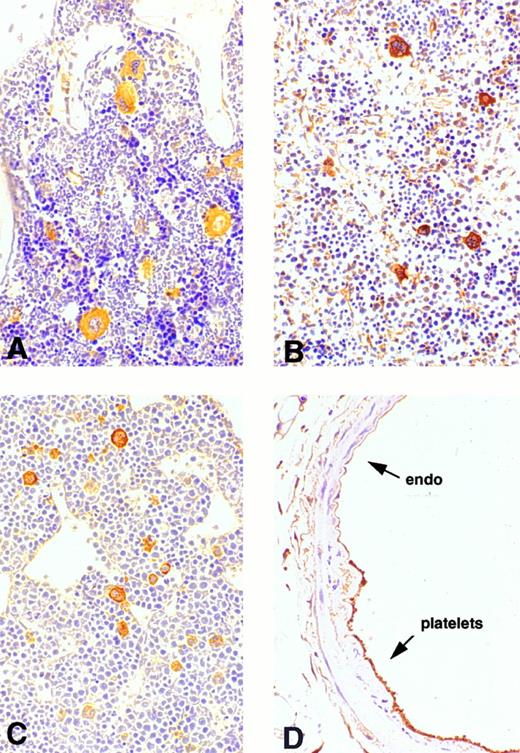 Fig. 2. Immunohistochemical analysis of cortactin expression in megakaryocytes. Mature megakaryocytes stain positively in bone marrow, spleen, and liver. Platelets that cover the de-endothelialized intima (arrow) stain positively as well. (A) Bone marrow (original magnification × 160); (B) spleen (original magnification × 20); (C) liver of a mouse embryo (12.5 days, original magnification × 30); (D) a balloon-injured rat carotid artery (original magnification × 120) 24 hours after injury.