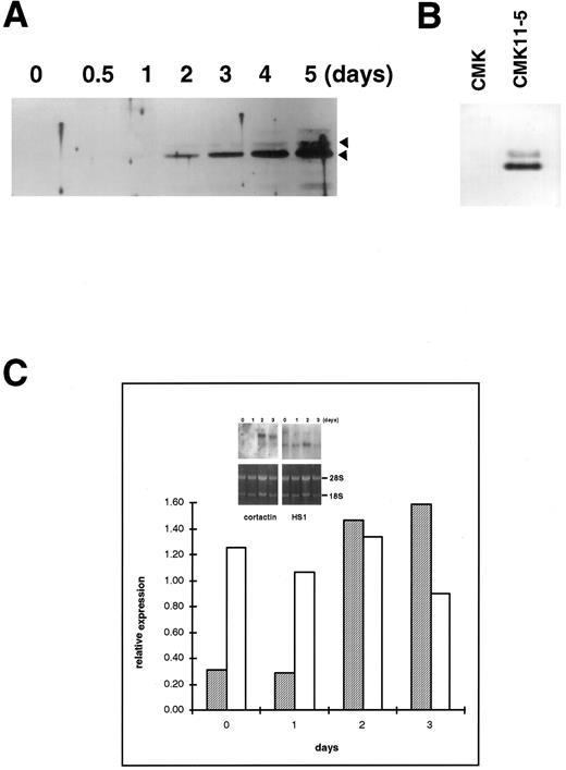 Fig. 3. Upregulation of cortactin expression in CMK cells in response to differentiation stimulus. (A) CMK cells were treated with PMA (10 nmol/L) for the time period as indicated, lysed, and immunoprecipitated with 4F11. The precipitates were analyzed in an immunoblotting using C001 polyclonal antibody. The detail procedure was described in the Materials and Methods. The data shown here are representative of four experiments. (B) CMK and CMK11-5 cells at an exponential growth stage in serum were analyzed for cortactin expression by immunoblotting analysis. The data are representative of two experiments, showing much more of cortactin proteins in the highly differentiated CMK subclone, CMK11-5. (C) Expression of mRNAs for cortactin and HS1 in PMA-treated CMK cells. The Northern blotting analysis was performed as described in the Materials and Methods. The intensities of mRNA for cortactin and HS1 were normalized with the ribosomal RNA 28S and plotted after a densitometry analysis. The autoradiography of the Northern blot is shown in the inset. The cortactin RNA is shown as a single 3.5-kb transcript, and HS1 RNA is shown as a single 2.0-kb band. The panels on the bottom show ethidium bromide staining of ribosomal RNA in agarose gel as the loading control. The results are representative of three experiments.