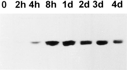 Fig. 4. Western blotting analysis of pp60c-src expression in PMA-treated CMK cells. CMK cells were treated with PMA. At the time indicated, 5 × 105 cells were harvested and lysed in SDS sample buffer. The presence of c-Src–related proteins in the lysates was analyzed using a purified c-Src polyclonal antibody (c-Src-2; Santa Cruz Biotechnology Inc). The results shown here are representative of three experiments.