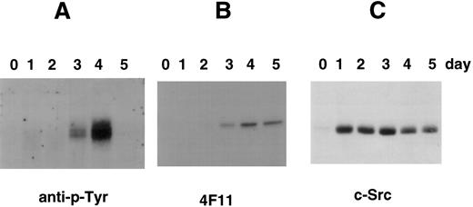 Fig. 5. Tyrosine phosphorylation of cortactin in CMK cells stimulated with PMA. (A) CMK cells were treated with PMA for the time periods as indicated, lysed, and subject to immunoprecipitation with the polyclonal antibody 2719 against a cortactin-specific peptide.23 The immunoprecipitates were fractionated with an SDS-PAGE (7.5%) and immunoblotted with an antiphosphotyrosine antibody (anti–p-Tyr). (B) The membrane used above was stripped and reblotted with 4F11 monoclonal antibody. (C) CMK cells stimulated with PMA in parallel were lysed directly with SDS-sample buffer and analyzed for c-Src–related kinases using c-Src-2 antibody.