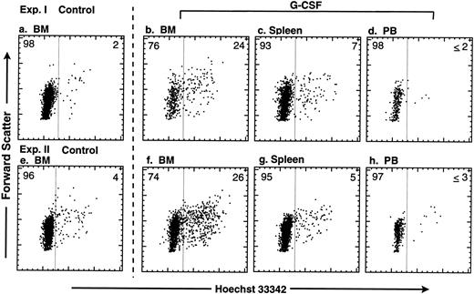 Fig. 1. Cell cycle analysis of purified mouse c-kit+ Thy-1.1lo Lin−/lo Sca-1+ cells after mobilization with G-CSF. Mice were infused for 7 days with of G-CSF (250 μg/kg/d). c-kit+ Thy-1.1lo Lin−/lo Sca-1+ cells were purified and stained with Hoechst 33342 for analysis of DNA content. The data from two replicatel experiments are shown. The FACS plots display Hoechst 33342 staining versus forward scatter of c-kit+ Thy-1.1lo Lin−/lo Sca-1+ cells isolated from (a and e) BM of PBS/BSA mock-treated mice or from G-CSF–treated (b and f ) BM, (c and g) spleen, and (d and h) MPB. The percentage of cells in G0/G1 or S/G2/M is indicated on left or right side of each FACS plot, respectively.