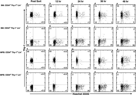 Fig. 5. Kinetic appearance of actively cycling cells from human BM and MPB CD34+ Thy-1+ Lin− and CD34+ Thy-1− Lin− subsets during in vitro culture. BM CD34+Thy-1+Lin− (a through e), BM CD34+Thy-1−Lin− (f through j), MPB CD34+Thy-1+Lin− (k through o), and MPB CD34+Thy-1−Lin− (p through t) cells were isolated and were cultured on a murine BM stromal layer SyS-1 in the presence of IL-3, IL-6, SLF, GM, and FLK2L. At each time point, these cells were stained with Hoechst 33342 for analysis of DNA content and with MoAbs specific for CD34 and Thy-1. The FACS plots show the expression of Thy-1 versus Hoechst 33342 staining in viable cells. Cells were analyzed at t = 0 (a, f, k, and p), 12 (b, g, l, and q), 24 (c, h, m, and r), 36 (d, l, n, and s), and 48 (e, j, o, and t) hours. The percentage of cells in each quadrant of the plot is shown. At 48 hours, approximately 94%, 74%, 97%, and 94% of cells in the culture initiated from BM CD34+Thy-1+Lin− (e), BM CD34+Thy-1−Lin− (j), MPB CD34+Thy-1+Lin− (o), and MPB CD34+Thy-1−Lin− (t), respectively, were CD34hi.
