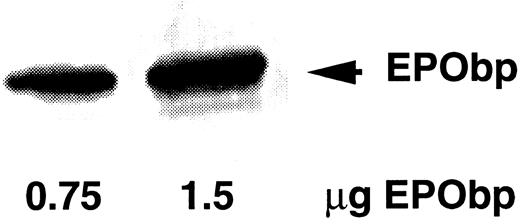 Fig. 1. MoAb34 immunoblot analysis of EPObp. EPObp was heat-denatured and analyzed by reducing SDS-PAGE on a 12% acrylamide gel and subsequent transfer to nitrocellulose. The blot was incubated with MoAb34 (10 μg/mL) and subsequently with antimouse IgG coupled to horseradish peroxidase.