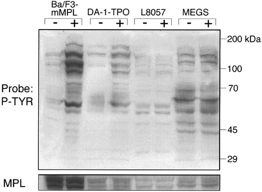 Fig. 2. Tyrosine phosphorylation of total cellular lysates. Protein was generated from Ba/F3-mMPL, DA-1–TPO, L8057 cells, and megakaryocytes before (−) and after (+) TPO-stimulation for 15 minutes, as described in the Materials and Methods. Fifty micrograms of each sample was evaluated by Western blot and probed with a phosphotyrosine-specific antibody (P-TYR). The apparent decreased intensity of a 70-kD band in the last lane was an artifact due to incomplete transfer and was not seen in four similar experiments. The blot was stripped and reprobed with an MPL-specific antiserum (lower strip).