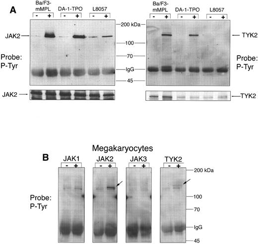 Fig. 3. JAK phosphorylation. Specific JAK proteins were immunoprecipitated and analyzed by Western blot for changes in phosphotyrosine content before (−) and after (+) TPO stimulation for 15 minutes. (A) In the three cell lines tested, 300 μg of total protein was used for each immunoprecipitation. The blots were stripped and reprobed to show equal precipitation and loading of JAK2 and TYK2 (see strip below). (B) For purified megakaryocytes, 75 μg of total protein was used for each immunoprecipitation. Tyrosine phosphorylated JAK2 and TYK2 are indicated by arrows. A slightly smaller band, most prominent in the JAK1 lane, was nonspecifically precipitated and was found not to be a JAK protein when the blots were reprobed with JAK-specific IgG. In two similar experiments, this artifactual band was not seen.