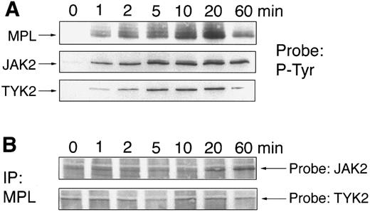 Fig. 4. Time course of JAK phosphorylation and JAK/c-Mpl coimmunoprecipitation. Ba/F3-mMPL cells were stimulated with TPO (2% conditioned medium) for 0 to 60 minutes, and cellular lysates were obtained. Immunoprecipitations were performed with the indicated antisera and were analyzed by Western blot. (A) Phosphotyrosine immunoblots (P-Tyr) show the kinetics of MPL, JAK2, and TYK2 phosphorylation in response to TPO. (B) Samples were immunoprecipitated with MPL-specific antiserum and probed to detect coimmunoprecipitation of JAK2 and TYK2 (arrows indicate the position of each protein). The blots were stripped and reprobed to confirm equal immunoprecipitation and loading (not shown).