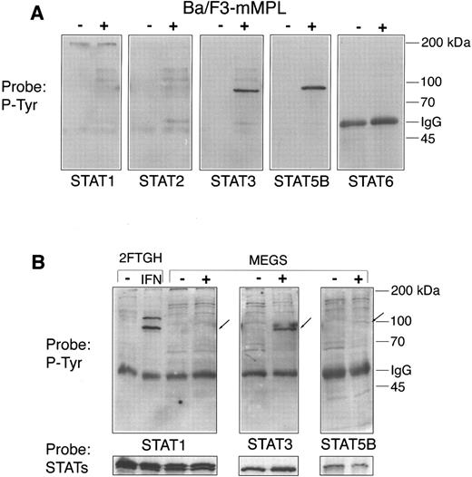 Fig. 5. STAT phosphorylation. Lysates were generated from Ba/F3-mMPL cells and purified megakaryocytes before (−) and after (+) TPO stimulation for 15 minutes. Specific STAT proteins were immunoprecipitated from (A) 300 μg of total protein derived from Ba/F3-mMPL cells or (B) 75 μg of megakaryocyte extract. These samples were analyzed by Western blot for changes in phosphotyrosine content (P-Tyr). For megakaryocytes, the exact positions of the immunoprecipitated proteins are indicated by arrows. Equivalent loading in the paired lanes was shown by reprobing with the same antibody used for immunoprecipitation (lower strip).