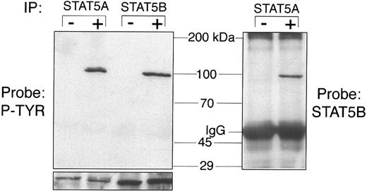 Fig. 6. STAT5A and STAT5B heterodimerization. Ba/F3-mMPL cellular extracts were generated before (−) and after (+) TPO stimulation for 15 minutes. Immunoprecipitation was performed with STAT5A- and STAT5B-specific antisera and analyzed by Western blot to detect changes in phosphotyrosine (P-TYR) content (first 4 lanes). Equivalent protein in the −/+ lanes is shown by probing a parallel blot with the same antibody used for immunoprecipitation (lower strip). In the pair of lanes to the right of the molecular weight markers, STAT5A antiserum was used for immunoprecipitation and STAT5B antiserum was used for detection.