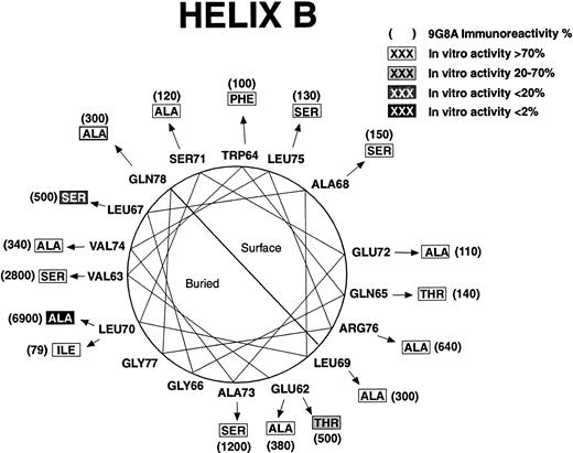 Fig. 3. Effect of mutations on structure and function for residues 62 to 79. A helical wheel presentation shows amino acids found in rHuEPO (closest to the circle). Arrows point to mutations (in boxes). RIA-9G8A immunoreactivity for each variant is shown in parentheses adjacent to the mutation. Shading indicates the effect of the mutation on in vitro bioactivity. Predicted buried and exposed surfaces are indicated.