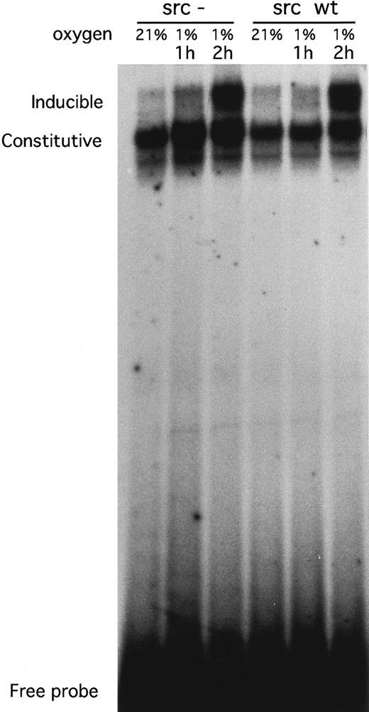 Fig. 2. An electrophoretic mobility shift assay demonstrating HIF-1 in nuclear extracts from src wild-type and src-deficient cells. An electrophoretic mobility shift assay demonstrating the presence of binding activity induced by hypoxia (HIF-1) to radiolabeled oligonucleotide E24, which contains the HIF-1–binding site from the murine erythropoietin 3′ enhancer. Nuclear extracts were prepared from embryonic mouse fibroblasts lacking src (src−) or wild-type cells possessing src (src wt) exposed to normoxia (21% oxygen) or hypoxia (1% oxygen) for 1 (1h) and 2 hours (2h). The inducible species and the constitutive species are indicated. The time course and binding of the inducible species does not differ between wild-type and src− cells.