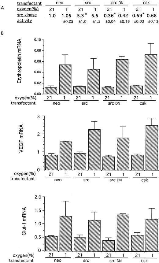 Fig. 3. (A) Src kinase activity in Hep3B cells stably transfected with plasmids encoding src, a kinase inactive mutant src, or csk. The stably transfected cells were assayed for src kinase activity in parallel with control cells transfected with the neomycin resistance plasmid alone (neo). Cells were exposed to hypoxia (1%) or normoxia for 60 minutes. The results are expressed as the ratio of activity to that of the normoxic control and are the means ± SE of 3 independent experiments. Alterations in src kinase activity consistent with the overexpression of the src gene, src-dominant negative gene, and the csk gene were seen. Significant differences in src kinase activity from normoxic control transfectants (neo) are indicated (*P < .05). Exposure of cells to 1% oxygen produced no significant changes in src kinase activity in any of the transfectants. (B) RNase protection analysis of expression of genes induced by hypoxia in the Hep3B stable transfectants. The cells were exposed in parallel to 21% oxygen or 1% oxygen for 4 hours. The results are expressed as the ratio of the mRNA of interest to that of the actin control (×100) and are the means ± SE of 3 independent experiments. Despite the substantial alterations in src kinase activity, no significant differences were seen in the normoxic expression or hypoxic induction of any gene.