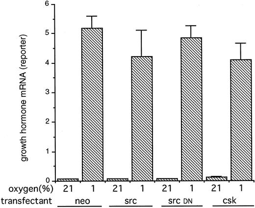 Fig. 4. The expression of a HIF-1–dependent reporter gene in Hep3B cells transiently cotransfected with plasmids encoding src, a kinase-inactive mutant src or csk. Hep3B cells were cotransfected with the HIF-1 dependent plasmid p(PGK24)3TKGH, the transfection control plasmid pBSα− and either a control plasmid (neo) or plasmids encoding src (src), a kinase-inactive mutant src (src DN), or csk (csk). Twenty-four hours after electroporation, cells were exposed to normoxia (21%) or hypoxia (1%) for 16 hours. Results are expressed as the ratio of reporter growth hormone mRNA to control α-globin mRNA and are the means ± SE of 3 independent experiments. No significant differences in reporter gene expression were seen between control and transfections designed to manipulate src kinase activity.