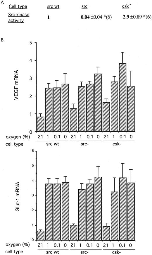 Fig. 5. (A) Src kinase activity in fibroblasts derived from mice deficient in src (src−) or csk (csk−). The results are expressed as the ratio of activity to that wild-type fibroblast cells (src wt) and are the means ± SE of 6 independent experiments. As would be anticipated, the cells deficient in src had negligible src kinase activity, while those deficient in the regulatory csk had significantly increased activity. (*P < .05). (B) RNase protection analysis of gene expression. The cells were exposed in parallel to varying oxygen concentrations for 4 hours (21%, 1%, 0.1%, and anoxia). Results are expressed as the ratio of the mRNA of interest to that of the actin control (×100) and are the means ± SE of 5 independent experiments. Despite the substantial differences in src kinase activity between the cells, no significant differences were seen in the expression of VEGF or Glut-1 at any oxygen tension.
