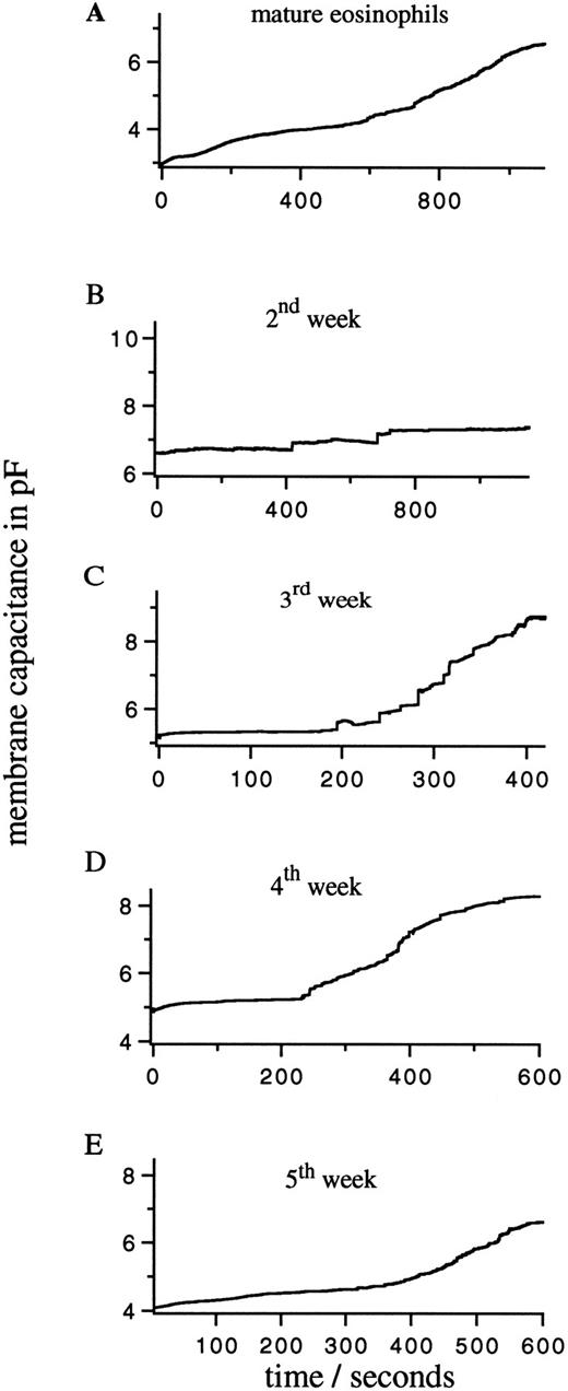 Fig. 2. Representative traces of membrane capacitance increase measured during degranulation stimulated by 20 μmol/L intracellular GTPγS in a mature eosinophil from peripheral blood (A) and from cord blood cells after different times in culture as indicated (B through E).