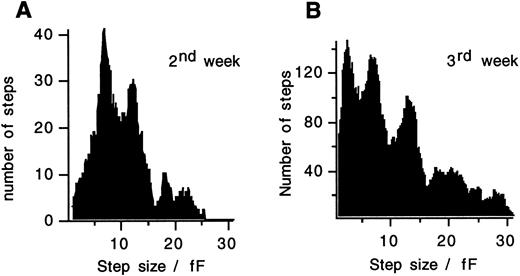 Fig. 5. Capacitance step size distributions measured in cells stimulated with 20 μmol/L GTPγS after 10 to 14 days in culture (A) and after 15 to 21 days in culture (B). A clear peak between 6 and 7 fF and additional peaks at multiples of this value are seen. The moving bin technique was used with a bin size of 1.8 fF and a bin increment of 0.1 fF in (A) and with a bin size of 2 fF and a bin increment of 0.2 fF in (B). The additional peak at <4 fF in (B) reflects exocytosis of a distinct class of small vesicles.