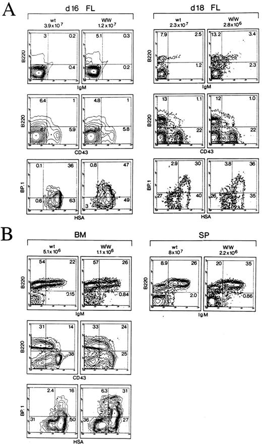 Fig. 1. Phenotypic analysis of B-cell compartments in FL and day 5 bone marrow and spleen from wildtype and W/W mice. (A) Analysis of B lineage subpopulations present in day 16 and day 18 fetal liver (FL) of wildtype and W/W mutant mice. Total cell numbers are indicated on top of each column. B lineage cells were analyzed by two-color flow cytometry for expression of B220 versus IgM (top row) and by four-color flow cytometry for expression of B220 versus CD43 versus BP-1 versus HSA. Data are presented as expression of B220 versus CD43 of the whole population of nucleated cells (middle row) and BP-1 versus HSA gated on B220+CD43+ cells (bottom row). Numbers given in the individual quadrants indicate percentages. (B) Analysis of B lineage subpopulations present in bone marrow (BM) and spleen (SP) of day 5 wildtype and W/W mutant mice. The data are presented in the same way as for (A).