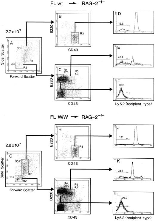 Fig. 2. Analysis of the contribution of transferred wildtype or W/W FL cells to B-cell and myeloid development in the bone marrow of reconstituted RAG-2−/−. A total of 8 × 105 FL cells from day 13 wildtype or W/W mice were injected intravenously into 4Gy irradiated RAG-2−/− mice, and reconstituted mice were analyzed 3 weeks posttransfer. Bone marrow cells from Ly5.2+RAG-2−/− mice reconstituted with Ly5.1+ wildtype FL cells (A through F ) or with Ly5.1+ W/W FL cells (G through L) were analyzed by three-color flow cytometry for the expression of Ly5.2, CD43, and B220. Total cell counts are shown on top of (A) and (G). Bone marrow cells are gated, according to forward/side scatter analysis, into nonlymphoid (R1) and lymphoid (R2) gates. Cells in the R1 and R2 gates are further analyzed for the expression of B220 versus CD43 (B, C, H, and I). Percentage of donor-type cells (Ly5.2−) are determined among the nonlymphoid (D and J), B220+CD43+ early B-cell precursor (E and K) and B220+CD43− late B-cell precursor (F and L) populations. Numbers given on the gates indicate percentages.
