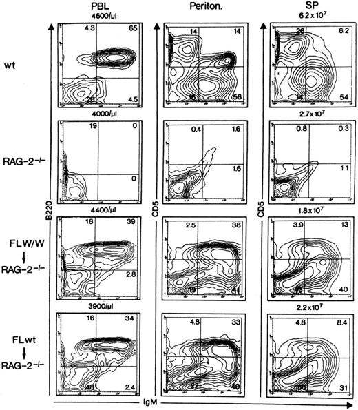 Fig. 3. Generation of mature B-1 and B-2 cells in vivo occurs independently of c-kit–mediated signals. A total of 8 × 105 total FL cells from day 13 wildtype or W/W mice were injected intravenously into 4Gy irradiated RAG-2−/− mice. Twenty-five days after cell transfer, the reconstituted mice were analyzed for the presence of IgM+ cells in peripheral blood (PBL), peritoneal cavity (Periton) and spleen (SP). Total cell counts in various tissues are shown on top of each panel. Wildtype C57BL/6 (top row), unreconstituted RAG-2−/− mice (second row), RAG-2−/− mice reconstituted with W/W FL cells (third row) or those reconstituted with wildtype FL cells (fourth row) were analyzed by two-color flow cytometry for expression of B220 versus IgM (PBL), and CD5 versus IgM (Periton and SP). Note that CD5+IgM+ as well as CD5+IgM+ cells appeared in both types of reconstituted mice (third and fourth row).