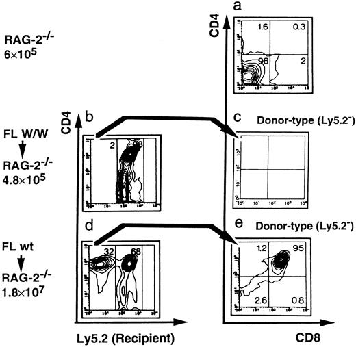 Fig. 4. W/W FL cells are not capable of reconstituting thymocytes in RAG-2−/− recipient mice. Thymocytes from Ly5.2+RAG-2−/− mice (first row), Ly5.2+RAG-2−/− mice reconstituted with day 13 Ly5.1+W/W FL cells (second row) and Ly5.2+RAG-2−/− mice reconstituted with day 13 Ly5.1+ wildtype FL cells (third row) were analyzed by three-color flow cytometry for the presence of Ly5.2, CD4, and CD8. Total cell counts are shown at the left of each panel. Two parameters are shown at a time: Ly5.2 versus CD4 (left column) and CD4 versus CD8 (right column). The contour plots of CD4 versus C8 of the reconstituted mice (c and e) are gated on donor-derived (Ly5.2−) cells only. Numbers given in quadrants and gates indicate percentages.