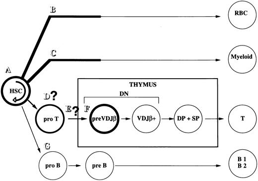 Fig. 5. Hematopoietic pathways affected by interactions of c-kit and SCF. Differentiation pathways and cellular compartments strongly perturbed in the absence of c-kit are depicted in bold print. Fine print denotes pathways unaffected by lack of c-kit. c-kit plays a more important role in the self-renewal of HSC (A), the expansion of early erythroid (B), and myeloid (C) precursors. It is not clear whether the expansion of prethymic precursors (D) and the colonization of these cells at the thymus (E) require c-kit–mediated signals. c-kit plays little role in B-cell development of both B1 and B2 lineages (G).