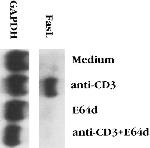 Fig. 1. E64d blocks the upregulation of Fas ligand mRNA induced by anti-CD3 antibody. 2B4.11 cells (106 cells/mL) were stimulated in 60-mm tissue culture dishes coated with 2C11 (20 μg/dish) for 4 hours in the presence or absence of 100 μmol/L E64d. Total RNA was extracted from the cells and Northern blot analysis performed.