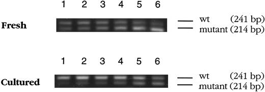 Fig. 4. Competitive PCR for FasL mRNA in fresh and cultured PBL. mRNA in nonnuclear lysates of fresh or cultured (20 hours) PBL from an HIV-infected donor was reverse-transcribed using random primers and amplified by PCR in the presence of increasing amounts of mutated cDNA (lane 1 through lane 6, the amounts of mutated cDNA are 10−3, 2 × 10−3, 4 × 10−3, 10−2, 2 × 10−2, and 4 × 10−2 amol, respectively). The PCR products were analyzed by agarose gel electrophoresis. The wild type cDNA is seen as a 241-bp band, while the mutated cDNA migrates as a 214-bp band.