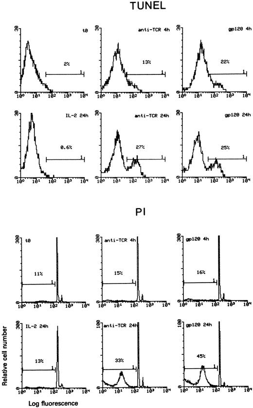 Fig. 3. Comparison of TUNEL and PI staining for apoptosis detection. Th1 clone 103 was cultured with immobilized anti-TCR MoAb (sample named anti-TCR), treated with gp120-anti-gp120 and seeded with immobilized anti-TCR MoAb (here simply named gp120) or cultured with 180 IU/mL IL-2 (sample named IL-2). Cells were collected at the indicated times and stained with TUNEL or PI methods. Cytofluorimetric histograms are presented. Markers indicating the position of apoptotic cells are defined on the basis of a negative control represented by cells cultured 4 hours in IL-2 (not shown). Positive control were 10,000 Rad γ-irradiated cells (not shown). Untreated cells (here indicated as t0) were also analyzed to evaluate the background level of apoptosis.