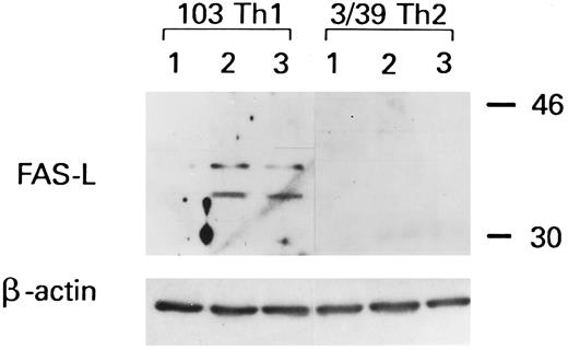 Fig. 7. Western blot analysis of CD95L expression in a Th1 and in a Th2 clone. Clones 103 (Th1) and 3/39 (Th2) were sensitized to gp120-apoptosis or stimulated with PMA/ionophore; after 1 hour, samples were collected and processed for Western blot analysis. Lane 1, untreated; lane 2, gp120/anti-gp120/antiTCR; lane 3, PMA/ionophore.