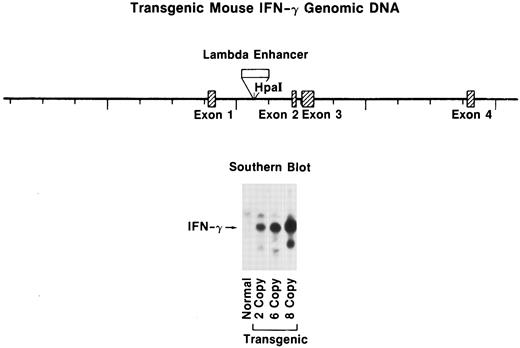 Fig. 1. Southern blot of transgenic tail DNA. (A) Schematic representation of the DNA construct used for transgene derivation. (B) Southern blot analysis of transgenic lines. Tail DNA was extracted, digested with Bgl II, and analyzed by Southern blot as indicated in the Materials and Methods. Transgene levels were quantitated on a BioRad Scanning densitometer (BioRad, Richmond, CA) relative to the endogenous IFN-γ gene (upper band, all lanes).