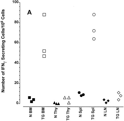 Fig. 3. Frequency of cytokine secreting cells in transgenic mice versus normal littermate controls. ELIspot assays were used to determine the number of cells secreting IFN-γ (A), IL-12 (B), and IL-4 (C) in the bone marrow (BM), thymus (Thy), spleen (Spl), and mesenteric lymph nodes (LN) of transgenic mice (TG) and normal littermate controls (N). Results represent the individual frequencies of cytokine producing cells of 3 mice per group.