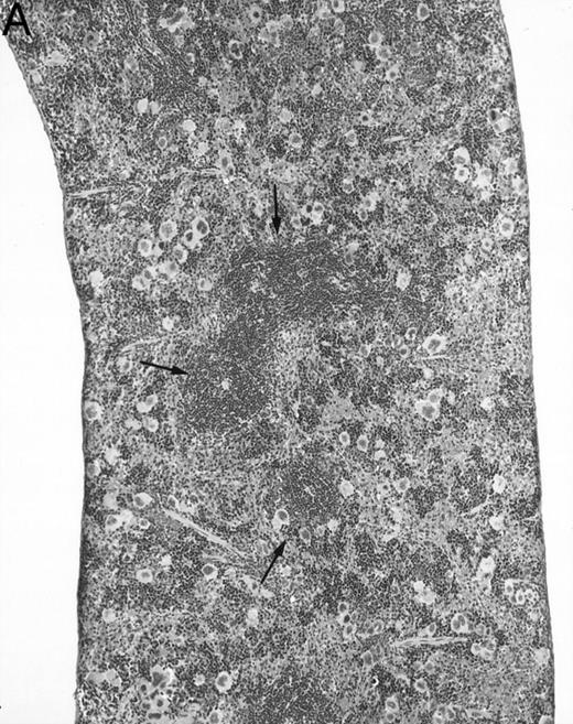 Fig. 5. Spleen of a 6-month-old transgenic (A) and an age-matched control (B) mouse. White pulp of the transgenic mouse is composed only of lymphocytes in the PALS (arrows), whereas those areas in control mice are composed of primary follicle (f ) and marginal zone (m). (Original magnification × 75; H&E; Bouin's fixed and paraffin-embedded section.)