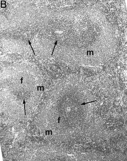 Fig. 5. Spleen of a 6-month-old transgenic (A) and an age-matched control (B) mouse. White pulp of the transgenic mouse is composed only of lymphocytes in the PALS (arrows), whereas those areas in control mice are composed of primary follicle (f ) and marginal zone (m). (Original magnification × 75; H&E; Bouin's fixed and paraffin-embedded section.)