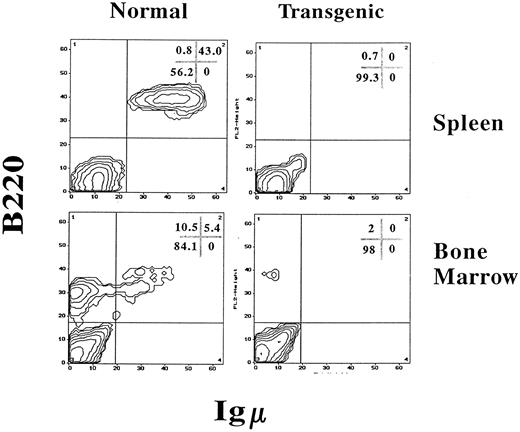 Fig. 6. IFN-γ transgenic mice are virtually devoid of B-lineage cells in the bone marrow and spleen. Splenocytes or bone marrow cells from 2-month-old transgenic mice or normal littermate controls were labeled for immunofluorescence using PE-conjugated B220 (detects B-lineage cells) and FITC-conjugated goat antimouse IgM (detects immature and mature B cells) and analyzed by FCA. The values in the corner grids indicate the percentage of cells in each quadrant.