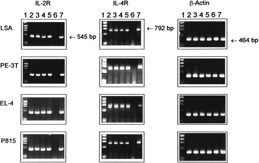 Fig. 2. Expression of IL-2R and IL-4R mRNA in tumor cell lines as detected by RT-PCR. Total RNA was extracted from various cell lines at 12, 24, 36, or 48 hours of ex vivo culture and was reverse-transcribed, and cDNA samples were subjected to PCR amplification using synthetic oligonucleotide primers for IL-2R, IL-4R, and β-actin as an internal control. The PCR product was electrophoresed through 1.5% agarose gel containing ethidium bromide. Lane 1, molecular size standard; lanes 2 through 5, cytokine gene expression at 12, 24, 36, and 48 hours of culture, respectively; lane 6, negative control consisting of normal unstimulated spleen cells from C57BL/6 mice; and lane 7, spleen cells cultured with ConA for 8 hours, used as a positive control.