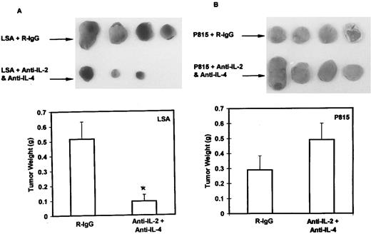 Fig. 7. Abs to IL-2 and IL-4 can inhibit the in vivo growth of LSA but not that of P815 in nude mice. Groups of four nude mice injected with LSA (A) or P815 (B) subcutaneously were treated on the same day and were treated thereafter for 16 days with intraperitoneal injections of normal rat IgG (R-IgG; control) or with a combination of MoAbs against IL-2 and IL-4, on alternate days. On the seventeenth day, tumors were surgically removed and weighed. The vertical bars represent the mean ± SE values of tumor weight. Statistically significant differences (P < .05) from the control values have been indicated with an asterisk. It should be noted that, in one LSA-bearing nude mouse treated with anti–IL-2 and anti–IL-4 Abs, the tumor completely failed to grow, and the mouse survived indefinitely.