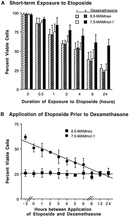 Fig. 3. Effect of the timing of etoposide application and of mcl-1 induction on the viability of FDC-P1 transfectants. (A) Effect of short-term exposure to etoposide. Cells were treated as in Fig 2A, except that etoposide (20 μg/mL) was washed out after the indicated times and replaced with drug-free medium. For samples exposed to dexamethasone, dexamethasone was again added to the medium after drug wash-out. Cell viability was assayed at 24 hours; thus, the point indicating 24 hours of exposure to etoposide represents continuous exposure. In separate experiments, cells exposed to etoposide for 0.5 hours were observed for 3 days. Cell viability in clone 8.5-MAMneo (with or without dexamethasone) and clone 7.5-MAMmcl-1 (without dexamethasone) averaged 78% to 83% on day 1 and 57% to 65% on days 2 and 3. These values for clone 7.5-MAMmcl-1 (with dexamethasone) averaged 95% on day 1 and 79% to 81% on days 2 and 3. (B) Effect of expression of mcl-1 after exposure to etoposide. Cells were treated essentially as in Fig 2A, except that dexamethasone was added at various times either before, concomitant with, or after the time of addition of etoposide (20 μg/mL). The inoculum density was 5 × 105 cells/mL. Cell viability was assayed at the 24-hour time point. The time point labeled “0” indicates concomitant addition of dexamethasone and etoposide. The point labeled “−2” indicates addition of dexamethasone 2 hours before the addition of etoposide. For both (A) and (B), the values shown are the mean ± SD of three independent experiments. Where no bars are seen, the SD fell within the symbol.