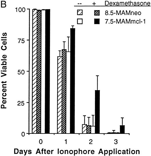 Fig. 4. Effect of calcium ionophore on the viability on FDC-P1 transfectants expressing or not expressing mcl-1. (A) Photographs of clone 7.5-MAMmcl-1 either left untreated (Control) or exposed to 1.5 μmol/L A23187 in the absence (−Dex) or presence of dexamethasone (+Dex), as assessed by the ethidium bromide/acridine orange method. Arrows indicate cells that have condensed nuclei but have not lost membrane integrity. Photographs were taken at a magnification of 400×. / (B) Clones 7.5-MAMmcl-1 and 8.5-MAMneo were either incubated (+) or not incubated (−) with dexamethasone for 2 hours at an inoculum density of 5 × 105 cells/mL. A23187 (1.5 μmol/L) was added and cell viability was was assayed at the indicated times using the ethidium bromide/acridine orange method. The values shown are the mean ± SD of three independent experiments.
