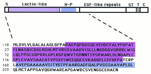 Fig. 1. Model of human TM and amino acid sequence of deleted amino terminal end for expression in COS.del.Nterm cells. Nascent human TM has 575 amino acid residues starting with a putative 18-residue signal peptide (S) at the N-terminal end. This is followed by 5 structural domains: (1) the N-terminal domain composed of a lectin-like module and a hydrophobic region (H-P), (2) six EGF-like repeats, (3) a serine-threonine (ST)-rich region, (4) the transmembrane domain (T), and (5) the cytoplasmic domain at the C-terminal. Numbering of amino acids is according to Suzuki et al.10 TM cDNA constructs lacking the encoding regions for the entire N-terminal domain (residues −17 to 238), the lectin-like module (residues 2-155 in pink), or the hydrophobic module (residues 161-202 in purple) were transfected for expression as COSdel.238 cells, COSdel.2-155, or COSdel.161-202 cells, respectively, as detailed in the Materials and Methods.