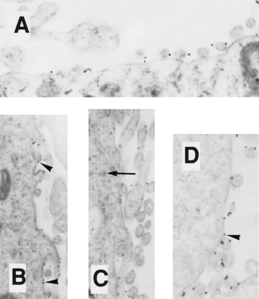 Fig. 10. EM localization of gold-conjugated 24FM in COSdel.2-155 cells. Cells were preincubated with gold-complexed 24FM as in Fig 5 and exposed to 37°C for 0, 10, 30, and 45 minutes (A, B, C, and D, respectively). In contrast to that seen in Fig 5, gold particles remained on the cell surface (arrowheads), although clusters formed within 10 minutes of exposure to 37°C. Rare intracellular particles are seen (arrow).