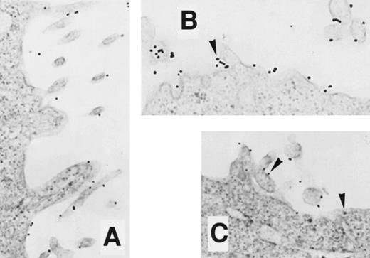 Fig. 11. EM localization of gold-conjugated thrombin in COSdel.2-155 cells. Cells were preincubated with gold-complexed thrombin as in Fig 6 and exposed to 37°C for 0, 10, and 45 minutes (A, B, and C, respectively). Gold particles remained distributed on the cell surface during this period (arrowheads), with only a rare intracellular particle found.
