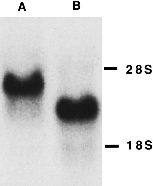 Fig. 2. Northern blot of TM-transfected COS cells. Ten micrograms of total RNA from COS.TM-CR (A) and COSdel.238 (B) cells was separated on a denaturing formaldehyde-agarose gel as detailed in the Materials and Methods. mRNA for TM was detected with a specific radiolabeled cDNA probe. 28S and 18S ribosomal bands are shown on the right.